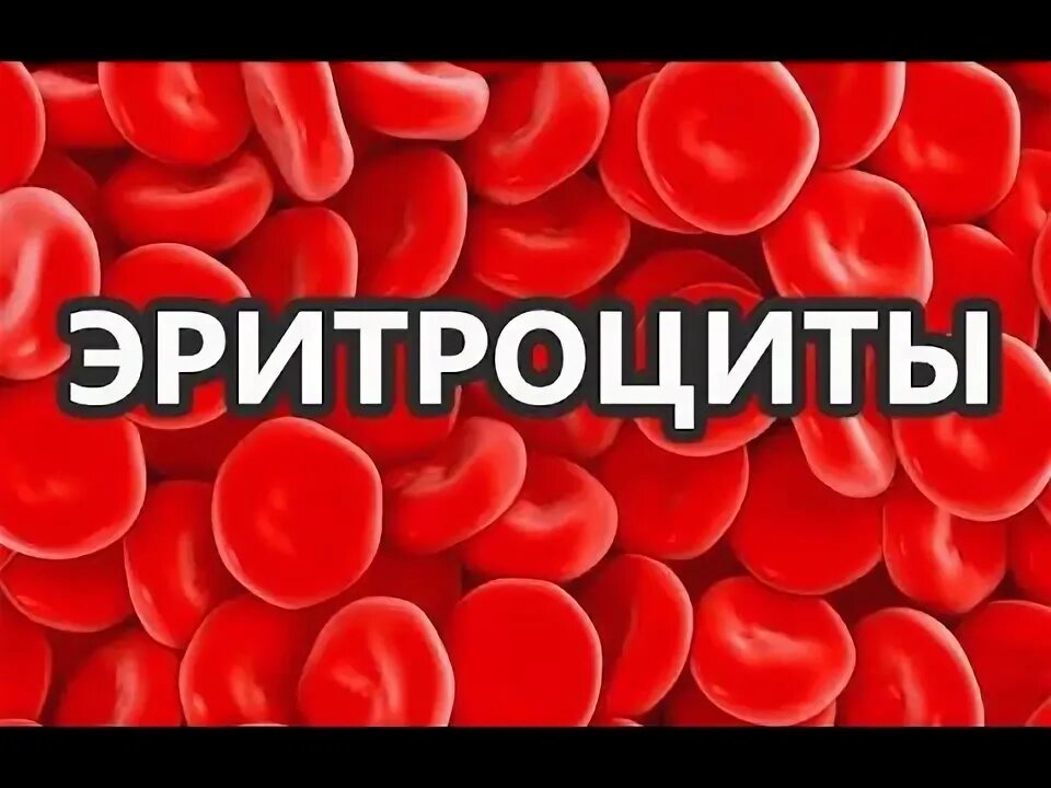Эритроциты 25 30. Эритроциты 25 30