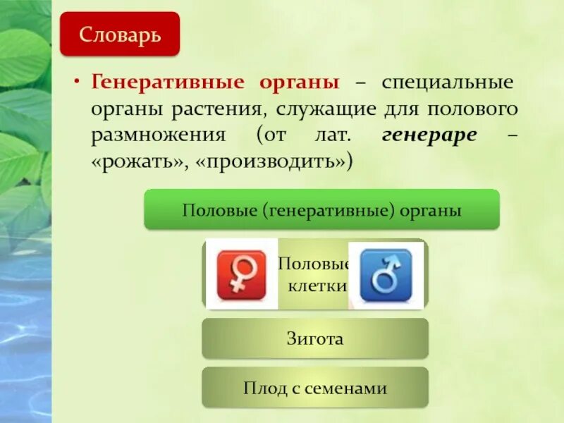 Генеративный способ. Генеративные органы. Генеративные органы растений. Генеративное размножение. Цветок орган генеративного размножения растений.