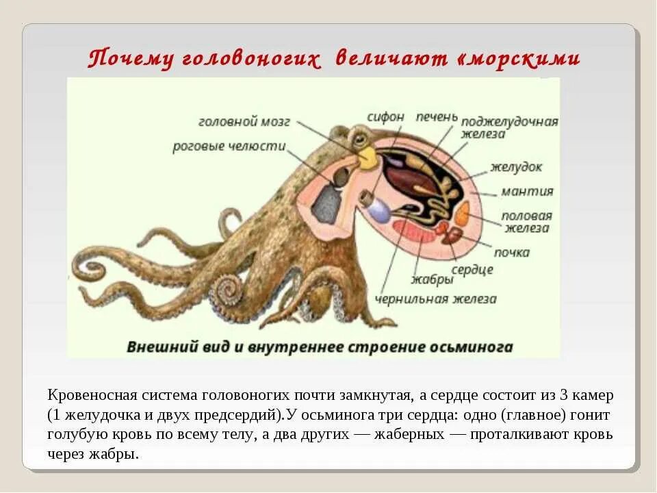 Выделительная система головоногих моллюсков. Выделительная система моллюсков класс головоногие. Выделительная система головоногих моллюсков 7. Пищеварительная система головоногих моллюсков схема.