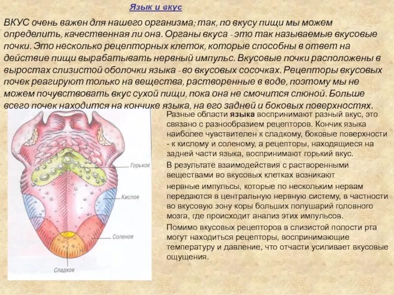Кислотность языка. Вкусовые рецепторы на языке. Вкусовые рецепторы ротовой полости. Рецепторы языка человека.