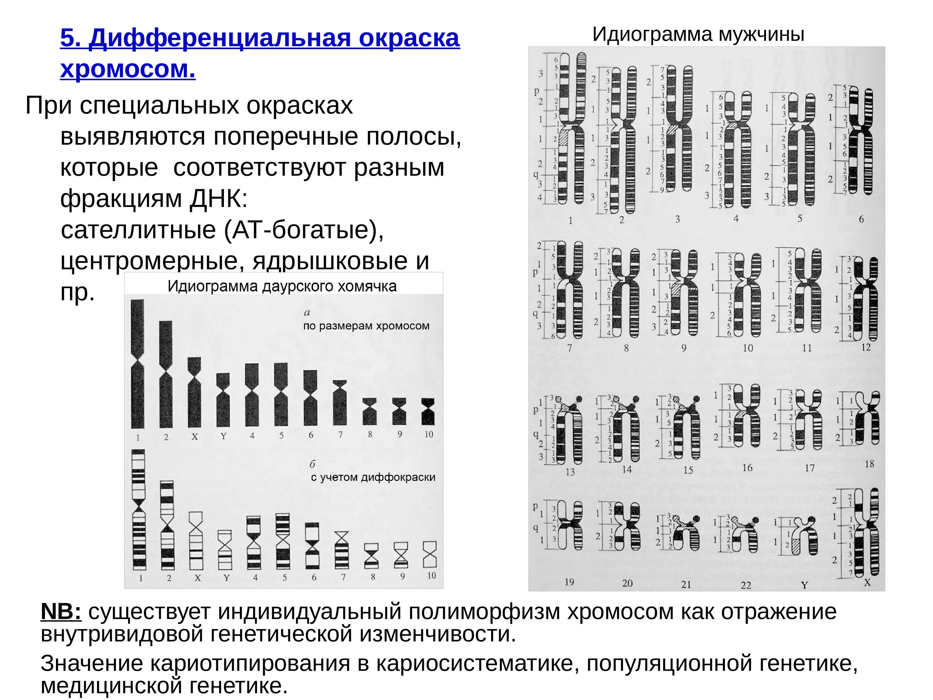 Изменение окраски хромосом