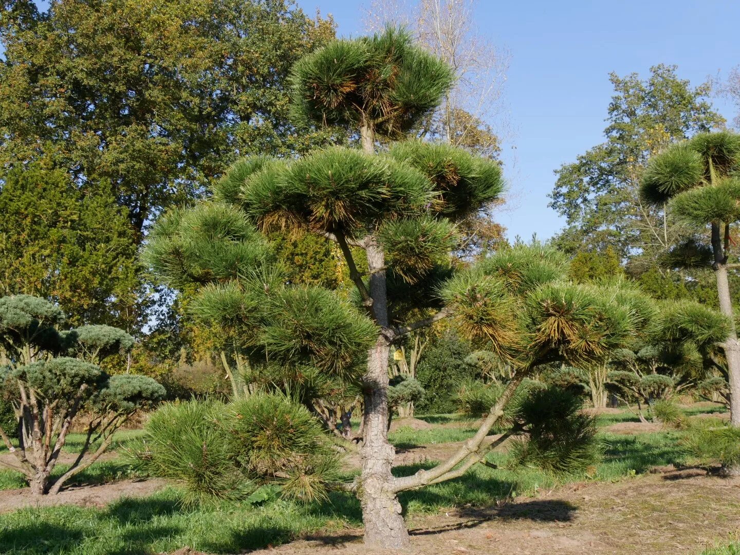 Сосна нигра описание. Сосна Pinus nigra. Сосна черная / Pinus nigra nigra. Сосна черная Австрийская (Pinus nigra). Сосна черная Нигра (Pinus nigra nigra).