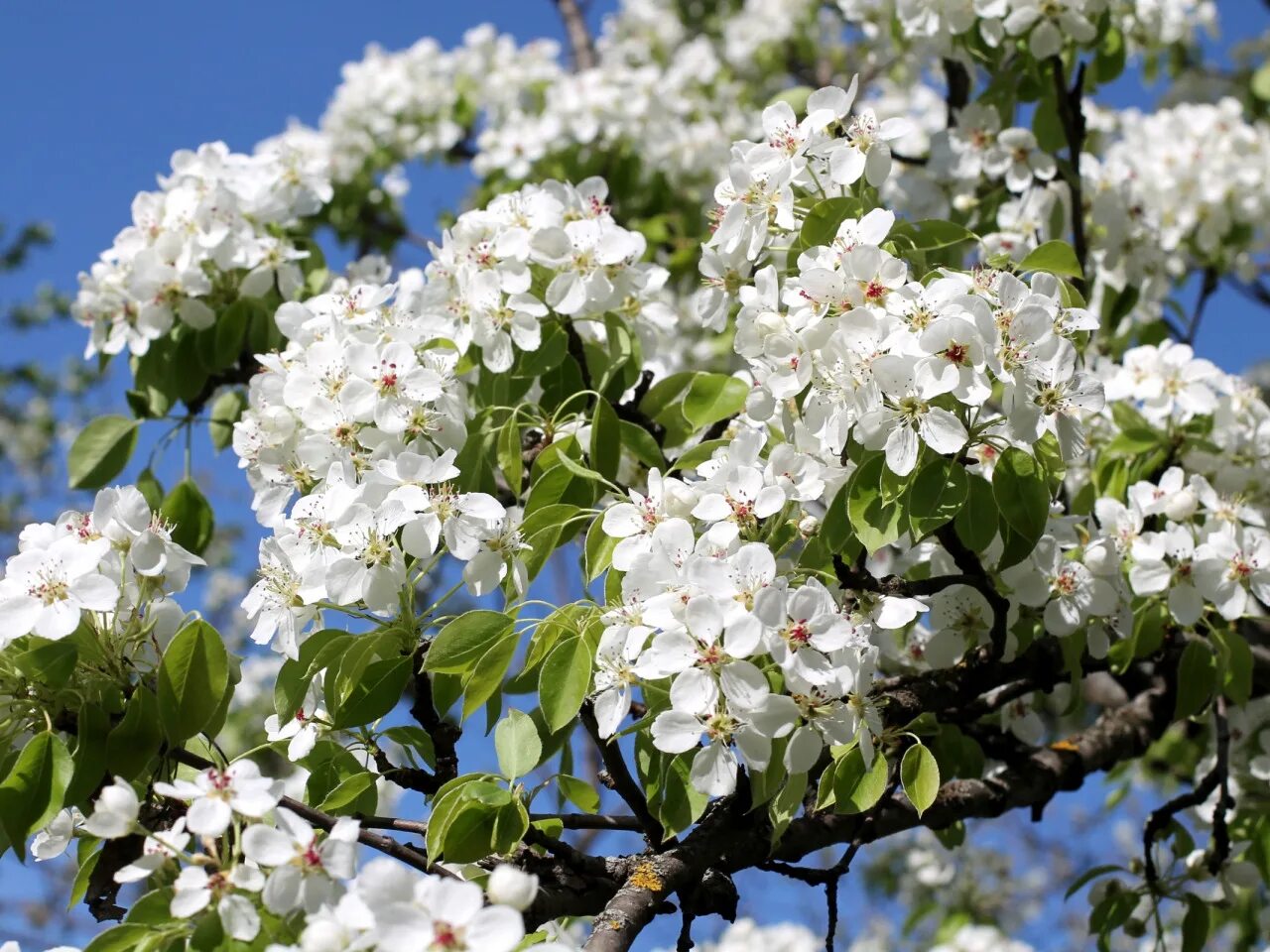 Да в саду дерево цветет. Аромат цветущих деревьев. Девушка весна. Приятный запах картинки весна сакура. Май счастье.