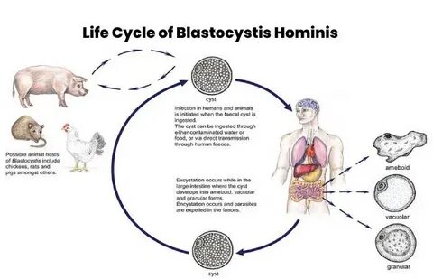 Blastocystis hominis что это