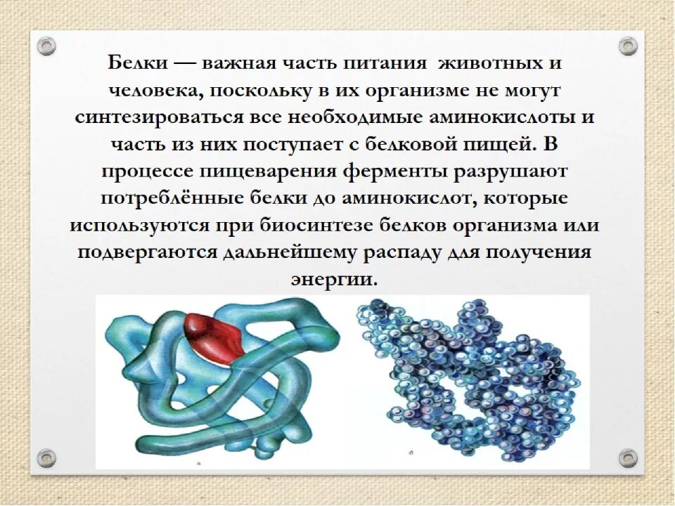 Почему белки называют. Белки биология презентация. Белок в организме. Белок это в биологии кратко. Белок это кратко.