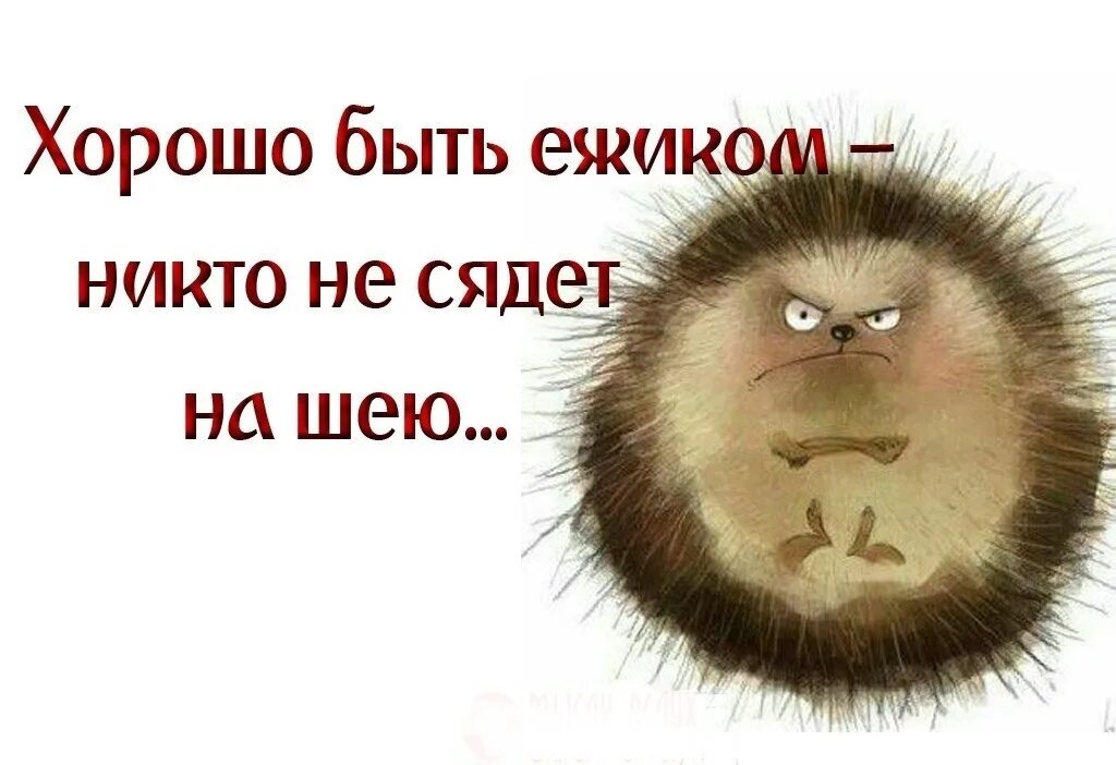 Хорошо быть ежиком никто. Хорошо быть ёжиком никто не сядет на шею. картинка хорошо быть ежиком никто не сядет на шею. хорошо быть ёжиком никто не сядет на шею картинки прикольные. хорошо быть ежиком никто не сядет статус.