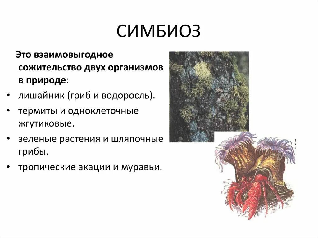 Симбиотические взаимоотношения примеры