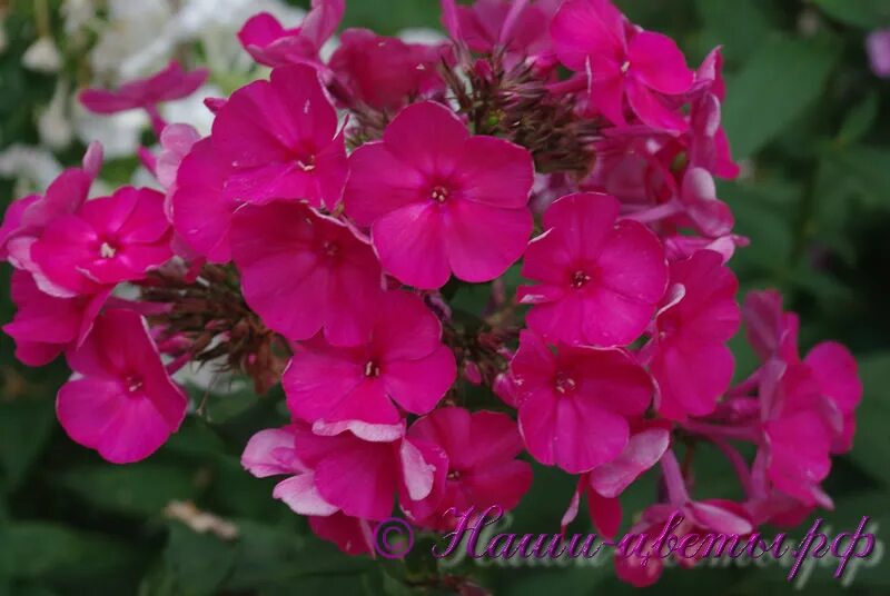 флокс метельчатый тенор. флокс тенор фото. флокс метельчатый. флокс метельчатый. флокс метельчатый (phlox paniculata tenor.