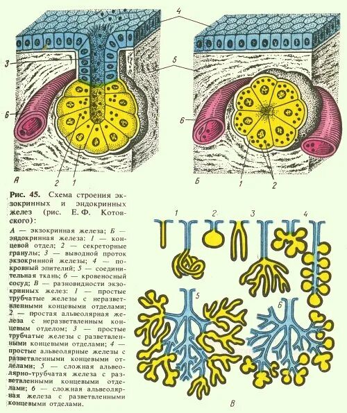 Виды желез. Схема строения экзокринных желез. Схема строения железы внутренней секреции. Схема строения желез внешней секреции. Строение эндокринных желез гистология.