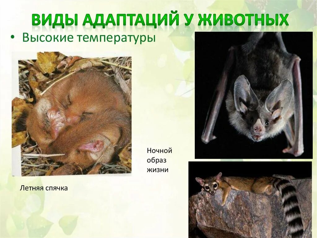 Адаптации животных к температуре. Приспособление животных к температуре. типы адаптации животных. приспособление к высоким температурам. адаптация к температуре.