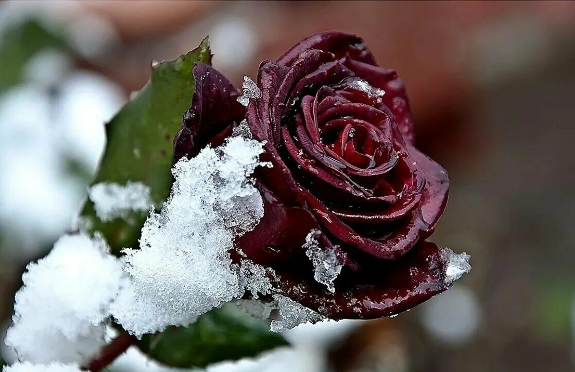 Слушать песню зимние розы. Красивые зимние цветы. Winter rose saved by love перевод. Зимние цветы. Роза в инее.