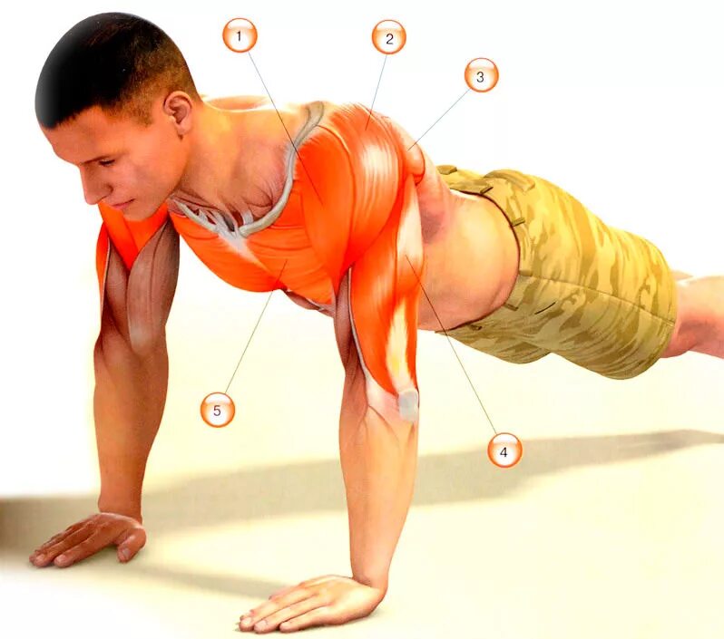 слабый бицепс. напряженные мышцы рук. напряженные мышцы рук. женский бицепс. мускулы руки.