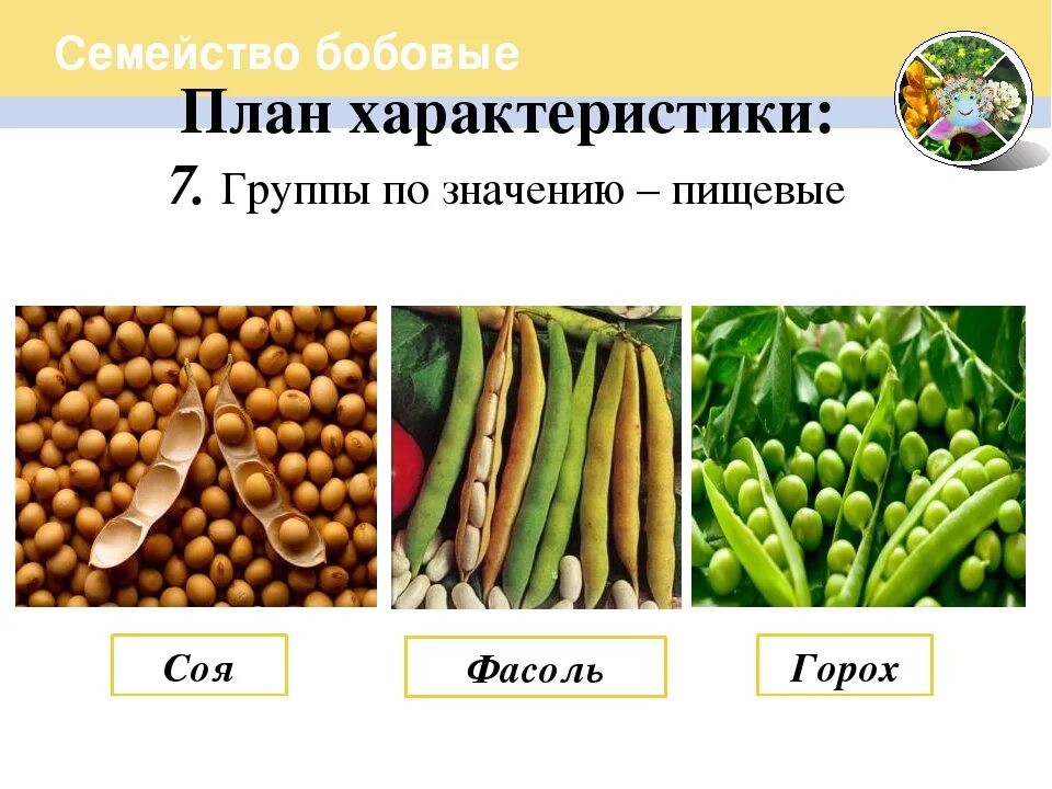 Семейство бобовые роль в природе. Семейство бобовые представители. Бобовые культурные растения. Представители бобовых растений. Пищевые растения семейства бобовые.