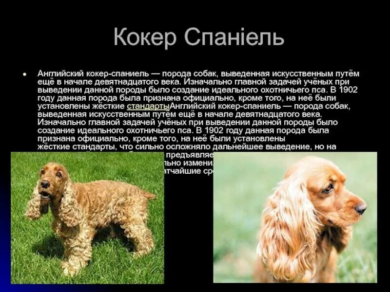 Как назвать щенка спаниеля. Русский кокер спаниель черный. Русский кокер спаниель черный. Русский охотничий спаниель мальчик. Кокер спаниель черный.