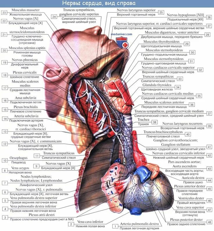 Иннервация сердца анатомия. Сердечное сплетение анатомия. Нервы сердца. Сердечный нерв. Ствол латынь