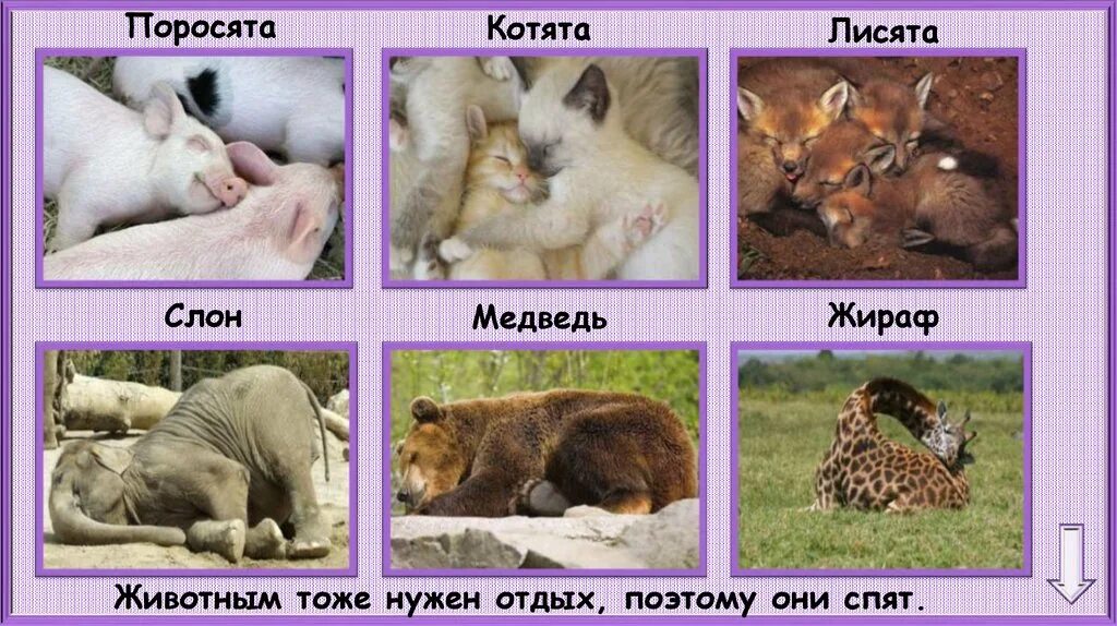 Какие животные не спят ночью. Животные которые спят ночью. животные не спят ночью. животные которые не спят по ночам. животное которое не спит ночью.