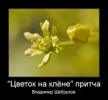 Отдай растение