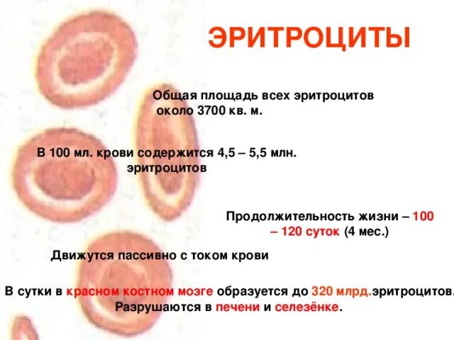 Повышенный эритроциты у ребенка 10 лет. Продолжительность жизни эритроцитов. Донорство эритроцитов. Эритроциты 100 в крови. Эритроциты крысы.