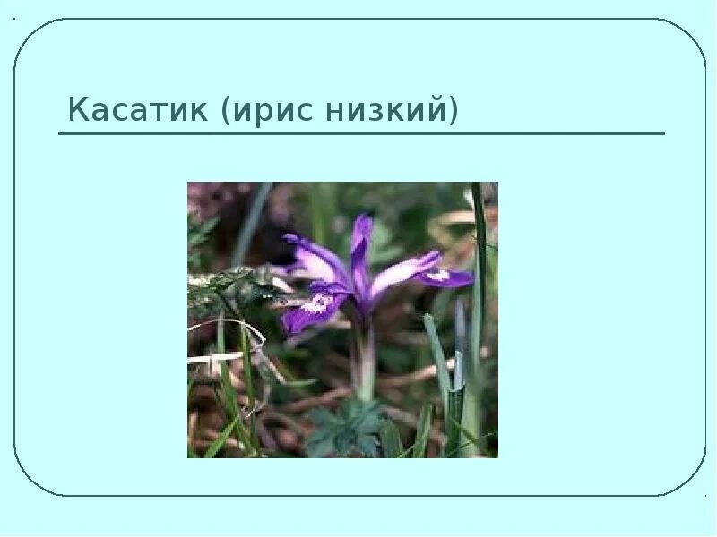 Какие растения встречаются в ставропольском крае. Растения ставропольского края. растения из красной книги ставропольского края. красная касатик низкий страницы растения. растения ставропольского края занесенные в красную книгу.