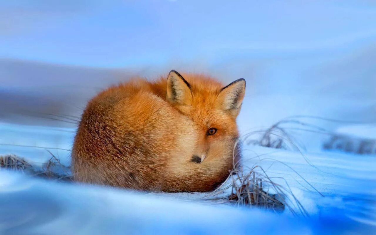 Собака в снегу. Лиса зимой. Животное спящее зимой. Лиса зимой. Животное спящее зимой.