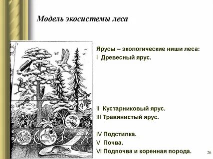 Биогеоценоз леса