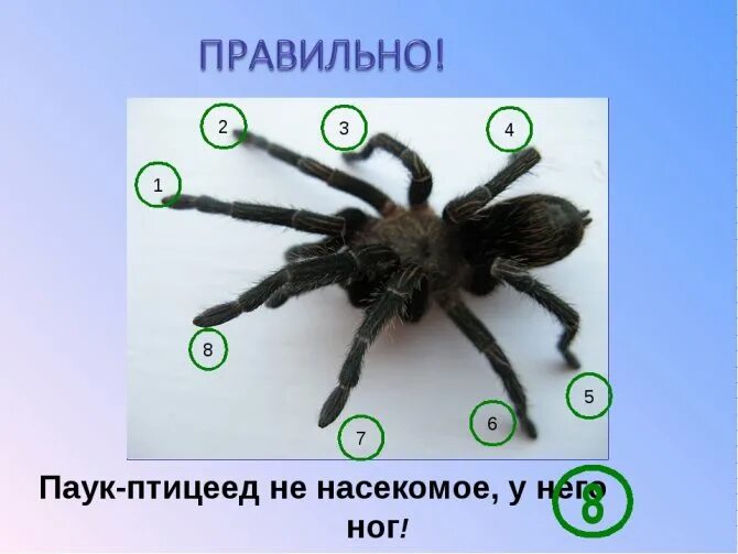Сколько пар ходильных ног у паукообразных. Конечности паукообразных. ходильные конечности у паука. сколько лап у паука.