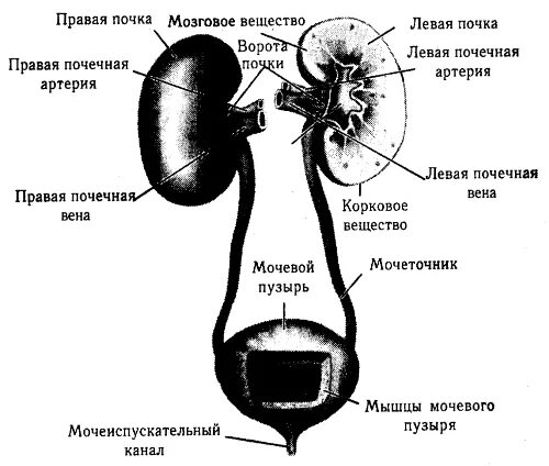 Сужение на латыни. Схема строения мочевой системы человека. Рис 115 система органов мочевыделения. Органы мочевыделительной системы схема. Строение выделительной системы человека схема.