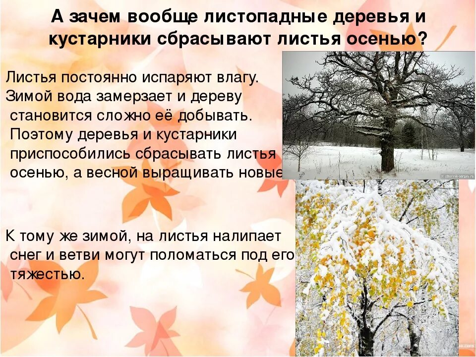 Когда листья опадают больше всего. Деревья и кустарники сбрасывают листья осенью. почему деревья сбрасывают листья. зачем деревья сбрасывают листья осенью. почему деревья сбрасывают листья осенью.