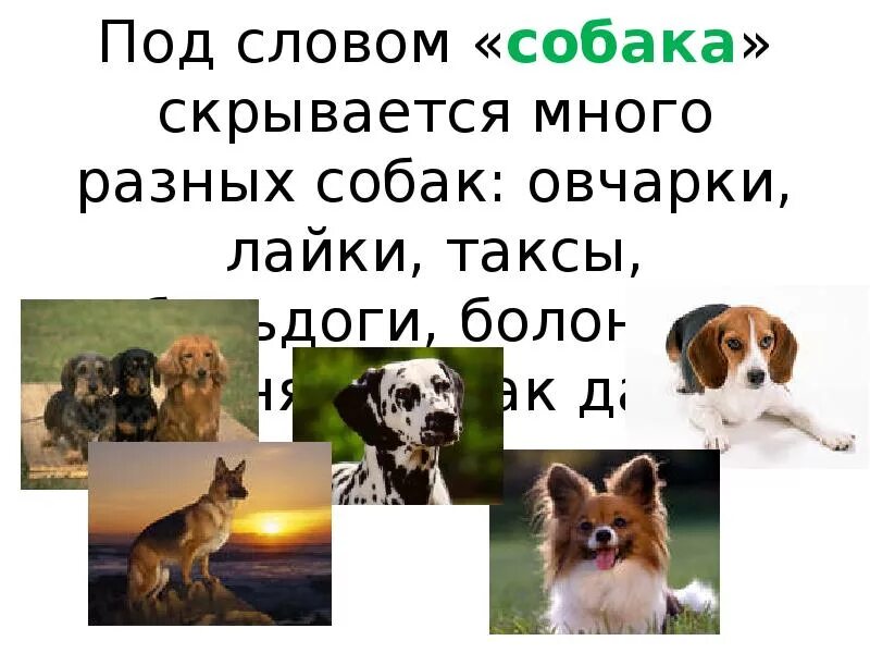 Слово шавка. Предложение про собаку. Предложение со словом собака. Поедложениесо слоаом собака. Предложение со словом собака 1 класс.