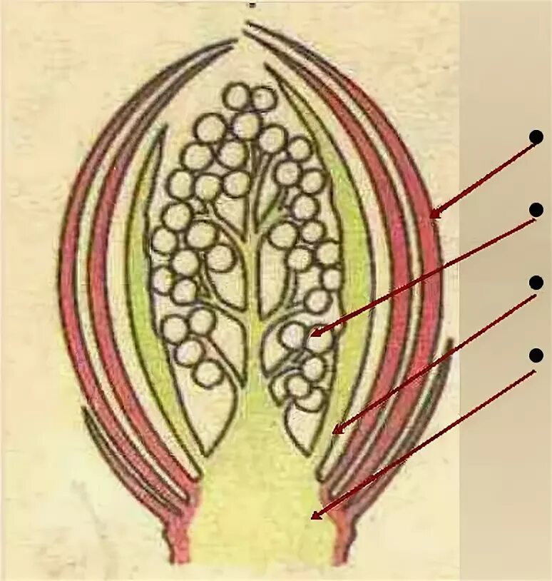 Изображение генеративной почки. Строение генеративной почки. Вегетативная и генеративная почка. Генеративная Цветочная почка. Строение вегетативной и генеративной почки без подписей.