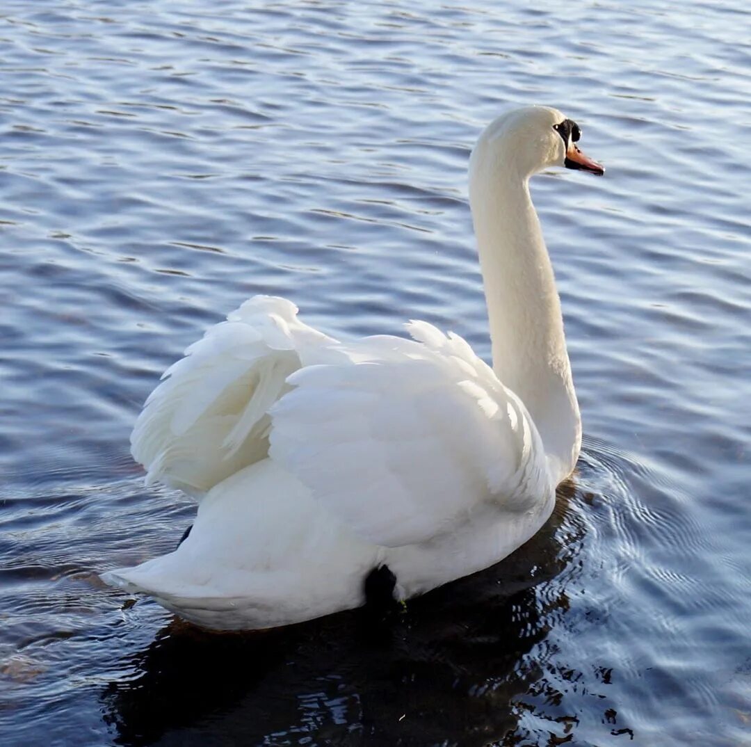 лебедь (серый). лебедь шипун пара. фигура лебедь e129174. лебеди на озере. редкие лебеди.