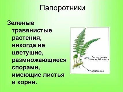 Какую роль в жизни человека играют папоротниковидные