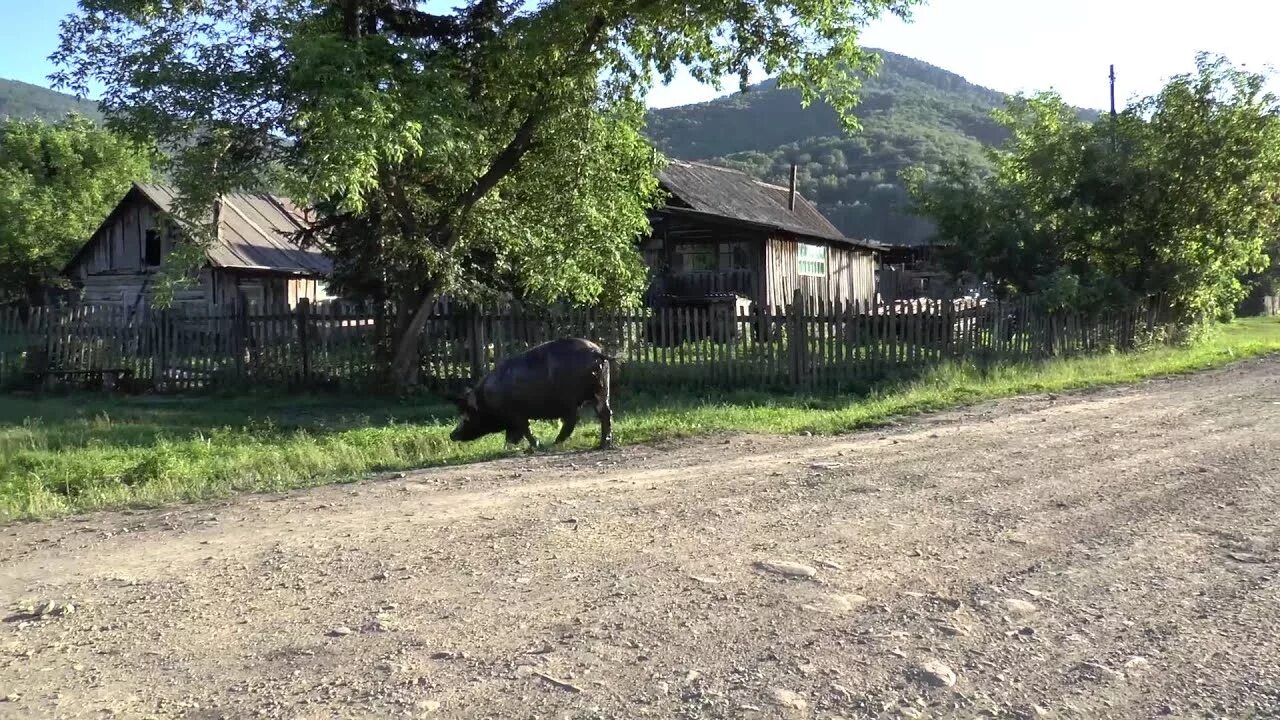 Село Солонешное Алтайский край. Деревня Карпово Алтайский край Солонешенский район. Туманово Алтайский край Солонешенский район. Лютаево Солонешенский район Алтайский край. Погода в карпова алтайского края