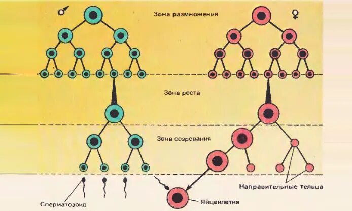 Схема развития сперматогенеза. Схема развития сперматозоидов и яйцеклетки. Сперматогенез зона созревания. Схема гаметогенеза у животных. Развитие половых клеток в яичнике