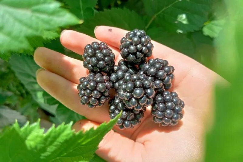 Голубев саратов саженцы. Персик на южном урале. Сарсад частный питомник. Сарсад голубевых. Селекционный питомник голубевых.