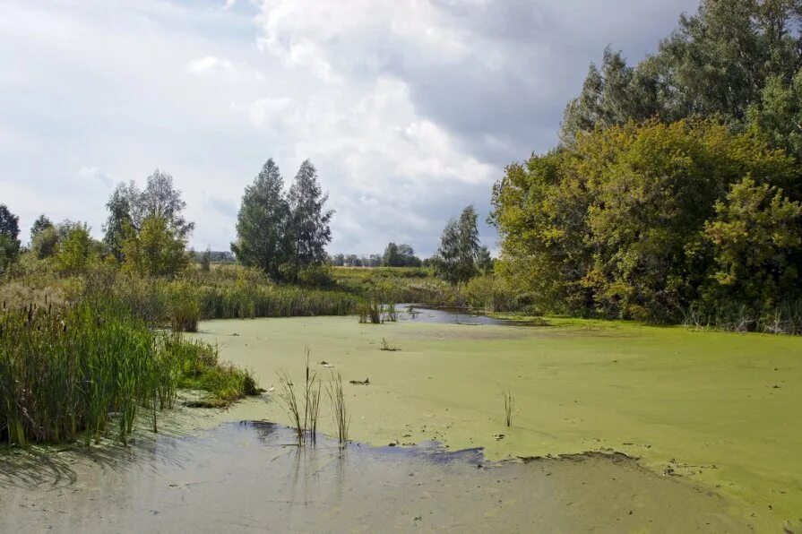 север мшинского болота песчаный карьер. песчаные болота. дзякинское болото. полистовский природный заповедник реки. территория заказника саратовское болото.