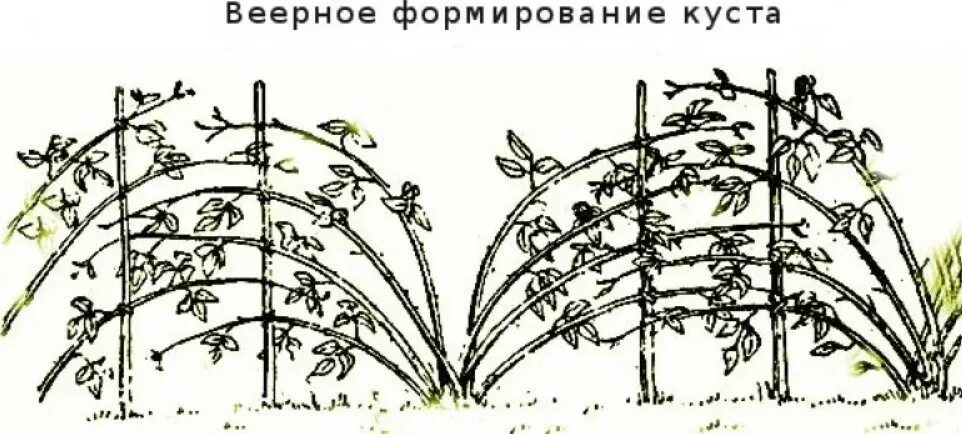 Как подвязать малину правильно легко быстро. Подвязка ремонтантной малины. Подвязать кусты малины. Веерная подвязка малины. Подвязка высокорослой малины.