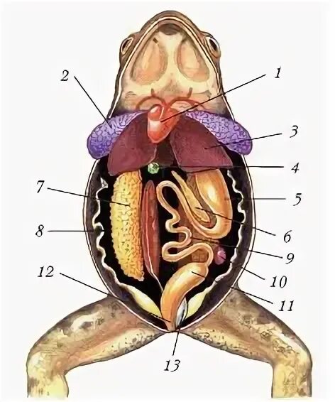 Земноводные печень. Внутренне строение самка лягушки. Внутреннее строение земноводного. Внутренне строение самца лягушки. Внутреннее строение земноводных.