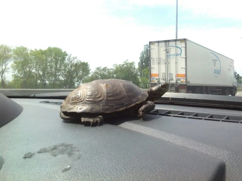 Черепаха дорожная. Машина черепаха. Черепаха на шоссе. Черепашки на дорогах в Дагестане.