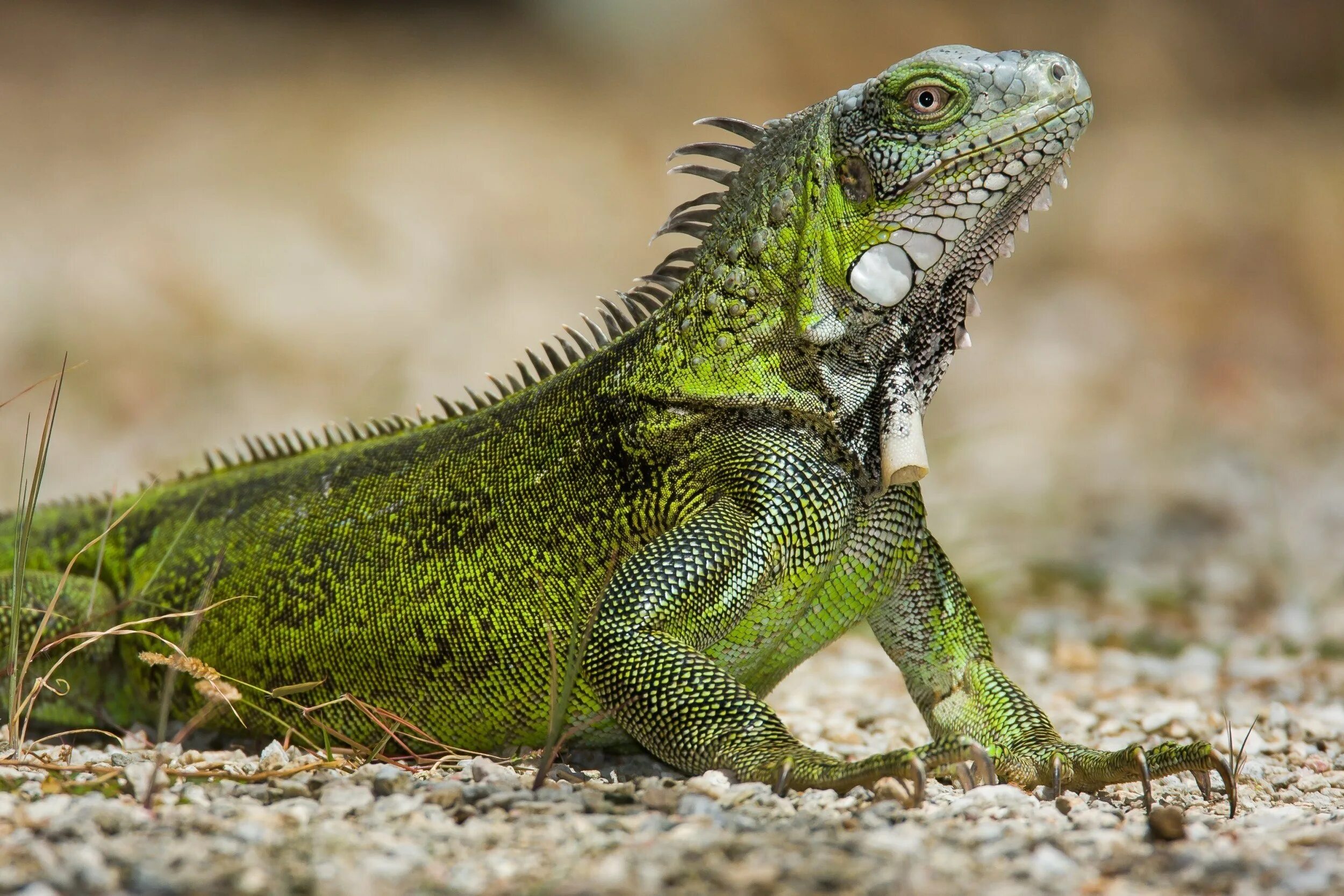 Игуана зеленая обыкновенная. Зеленая игуана (Iguana Iguana). Игуана обыкновенная зеленая размер. Ящерица игуана. Игуановые