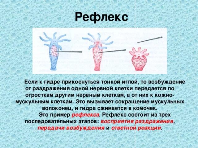 Механизм рефлекса у кишечнополостных. Раздражение гидры. Ответная реакция у гидры. Раздражимость кишечнополостных.