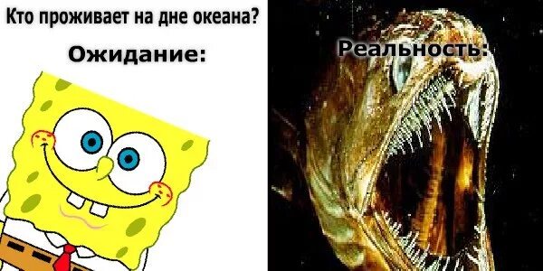 Спанч боб кто проживает на дне океана. Кто проживает на дне океана. Ктоооооо проживает на дне океана. Кто проживает на дне океана Мем. Кто обитает на дне океана губка Боб.