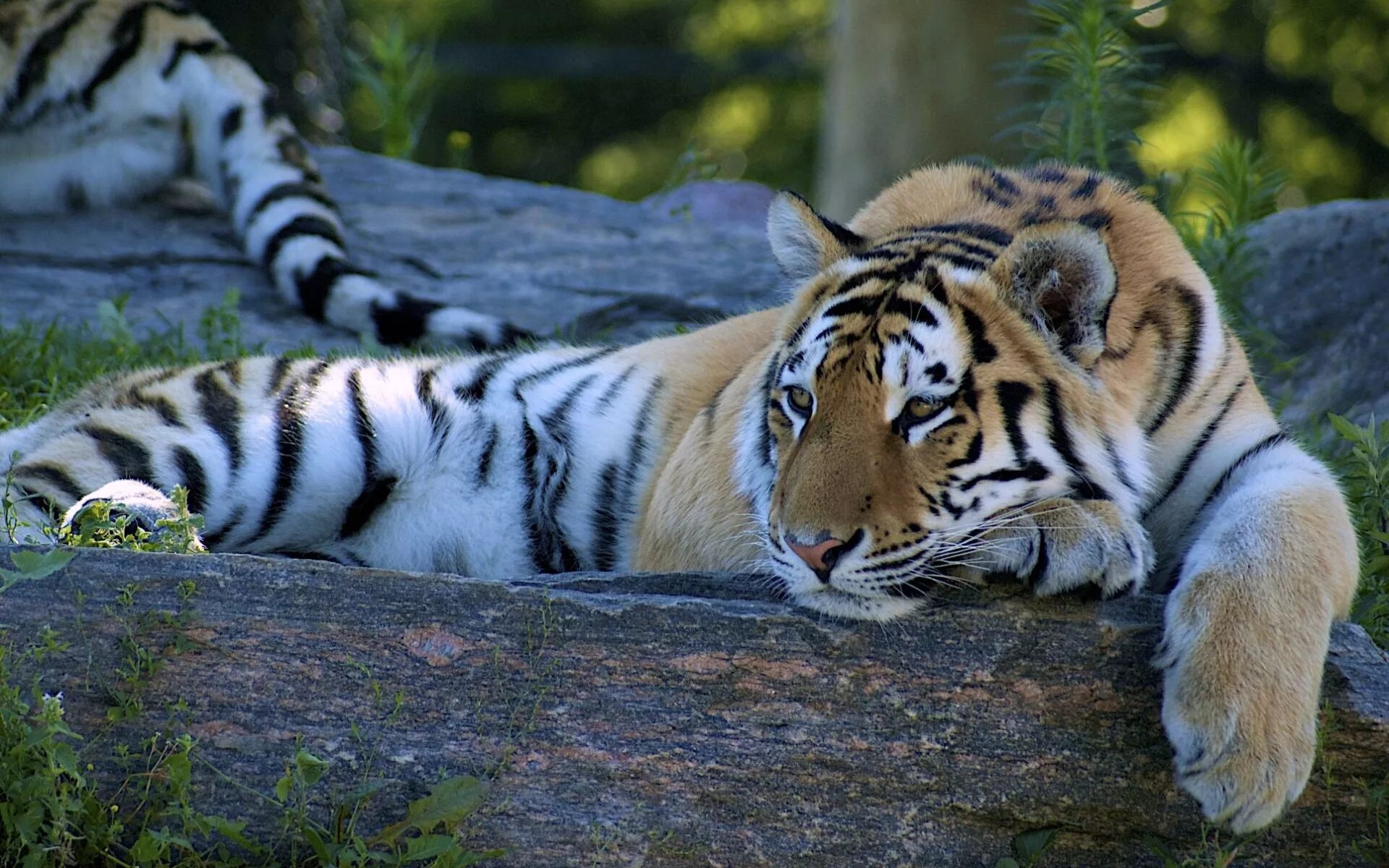 Тигр. Красивый тигр. Тигр лежит. Картинки на рабочий стол тигр. Обои тигры на рабочий