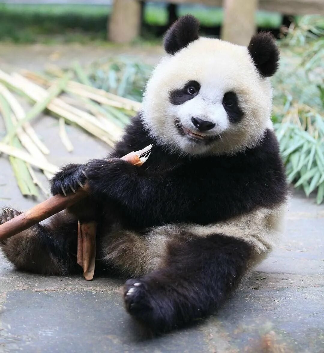 забавная панда. задумчивая панда. смешная панда. милые панды. панда.