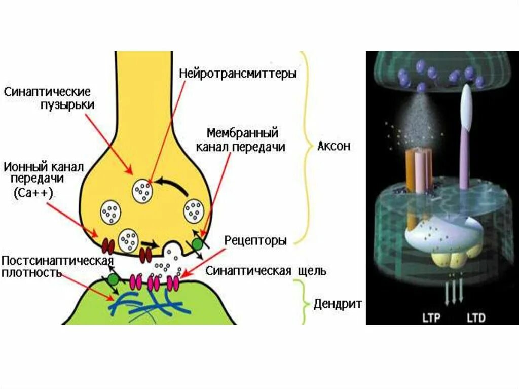 Синаптические пузырьки. Дефицит нейротрансмиттеров. Нейротрансмиттеры и нейромедиаторы. Нейротрансмиттеры синаптические пузырьки.
