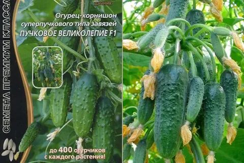 Сорт огурца пучковой