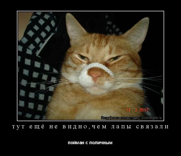 застали с поличным. попался с поличным. попался с поличным. кот в помаде. кота поймали с поличным арт.