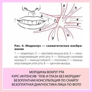 Упражнения для круговой рта