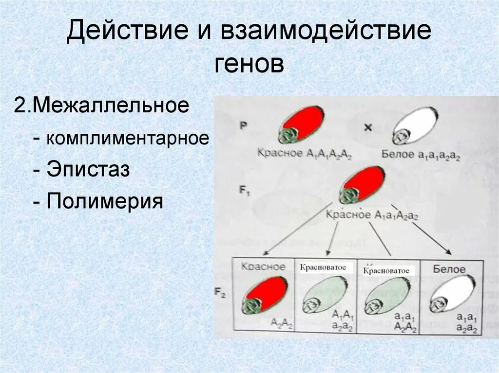 Межаллельное взаимодействие генов. Взаимодействие генов схема. Взаимодействие генов опорный конспект. Полимерия в генетике.