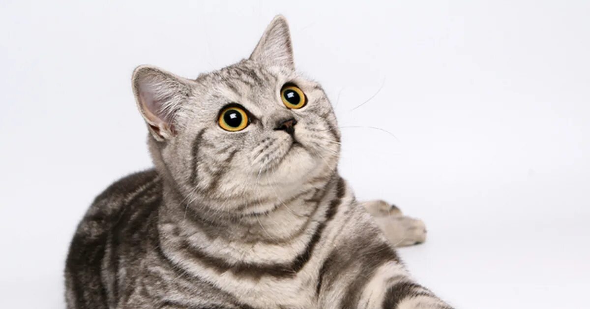 Порода кошек вискас. Британская короткошёрстная кошка вискас. Американская короткошёрстная кошка вискас. Американская короткошерстная табби. Порода британец вискас.